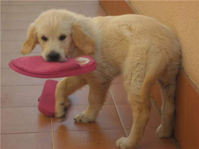 aicul y sus zapatillas